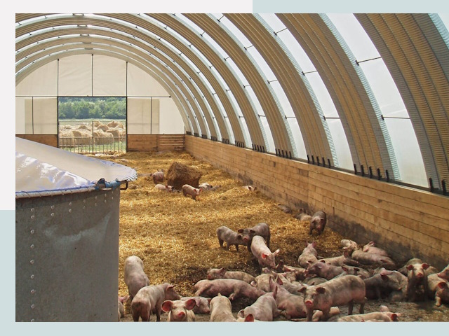 Строительство свинарников в Благовещенске